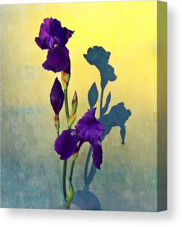 Iris Canvas Print featuring the photograph Iris at Sunrise by Chris Berry