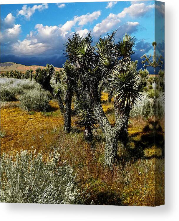 Joshua Canvas Print featuring the photograph Joshuas And Sage by Glenn McCarthy Art and Photography