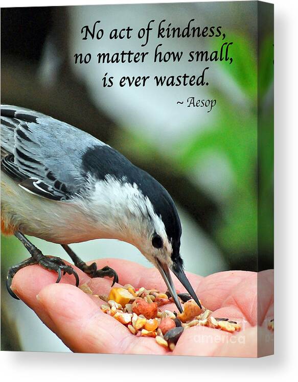 White-breasted Nuthatch Canvas Print featuring the photograph Kindness Is Never Wasted by Kerri Farley