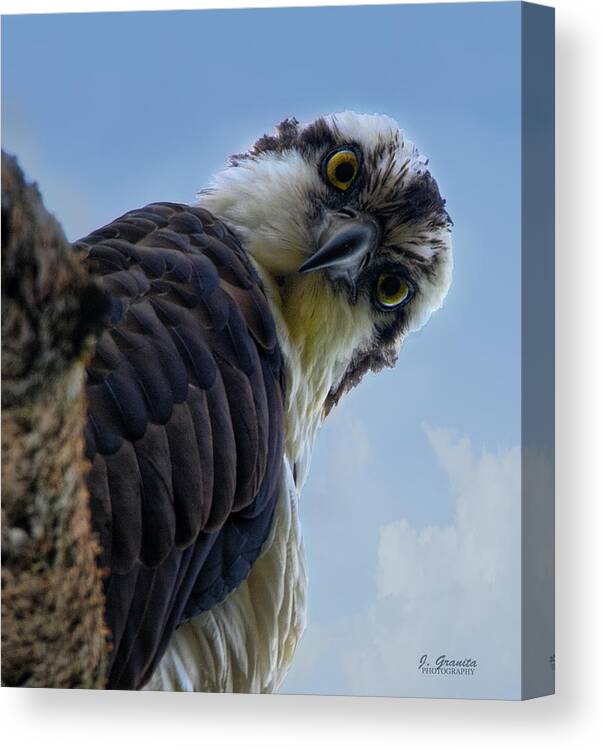 Osprey Sitting In Tree Canvas Print featuring the photograph Osprey Close Up by Joe Granita