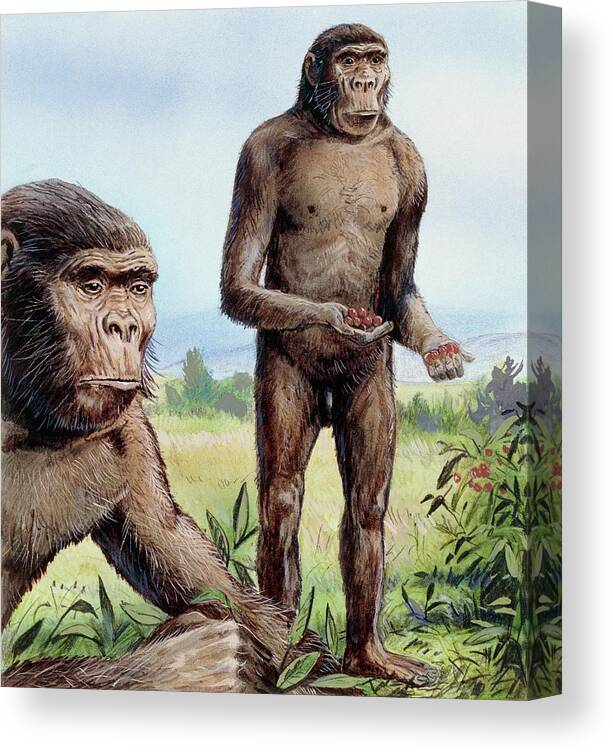 Paranthropus Robustus Canvas Print featuring the photograph Paranthropus Robustus by Michael Long/science Photo Library