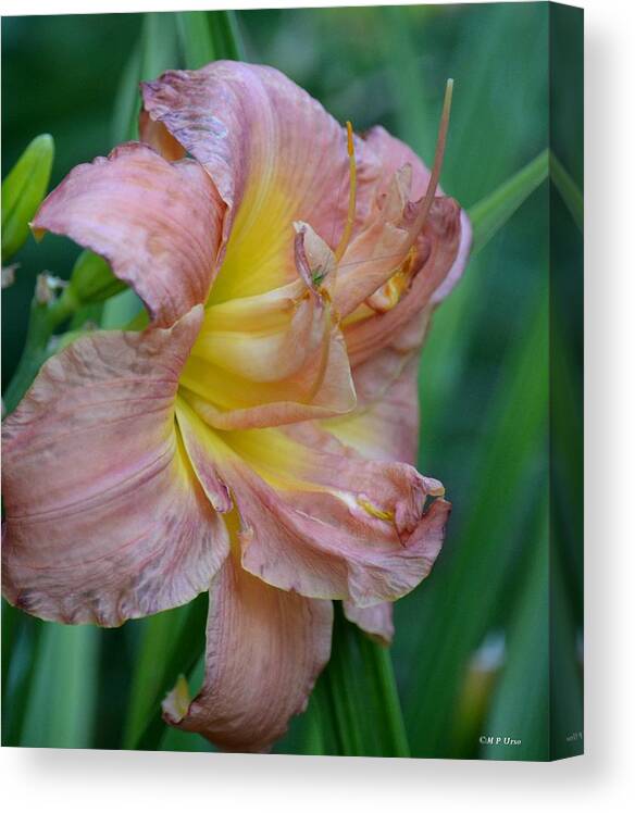 Peeping Baby Grasshopper On Lily Canvas Print featuring the photograph Peeping Baby Grasshopper on Lily by Maria Urso