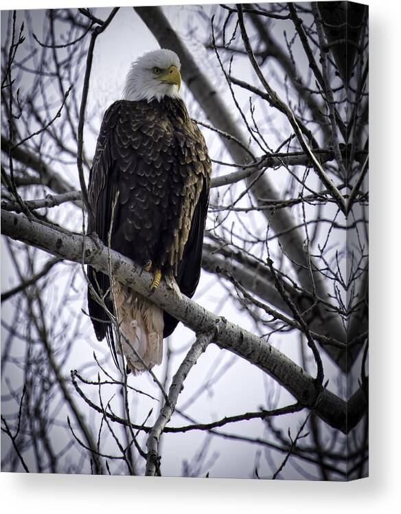 American Adult Bald Eagle Canvas Print featuring the photograph Perched Adult American Bald Eagle by Thomas Young