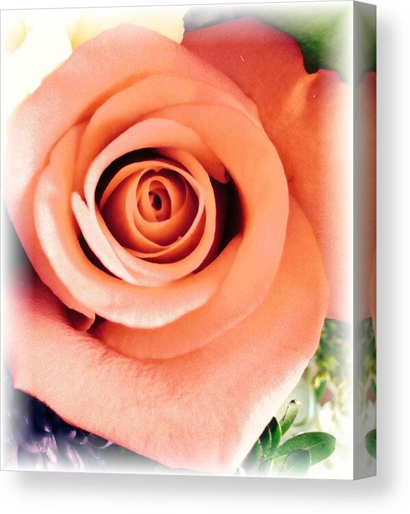 Peach Rose Canvas Print featuring the photograph Petals of Peach by Marian Lonzetta