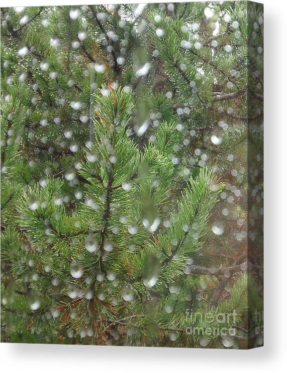 Pine Tree Canvas Print featuring the photograph Pine Tree in the Rain by Laura Wong-Rose