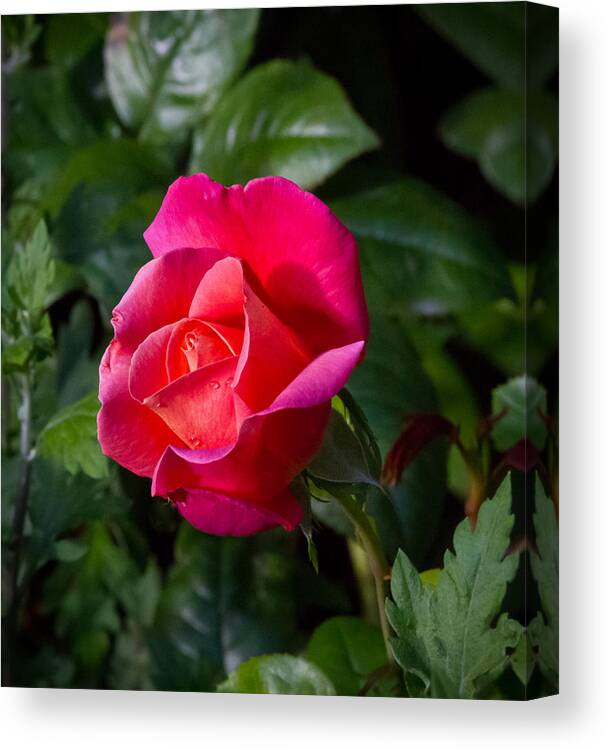 Rose Canvas Print featuring the photograph Pink flush by Jenny Setchell