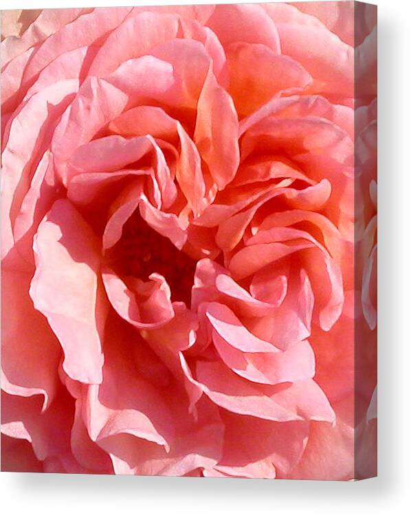 Rose Canvas Print featuring the photograph Pink Rose Closeup by Anne Cameron Cutri