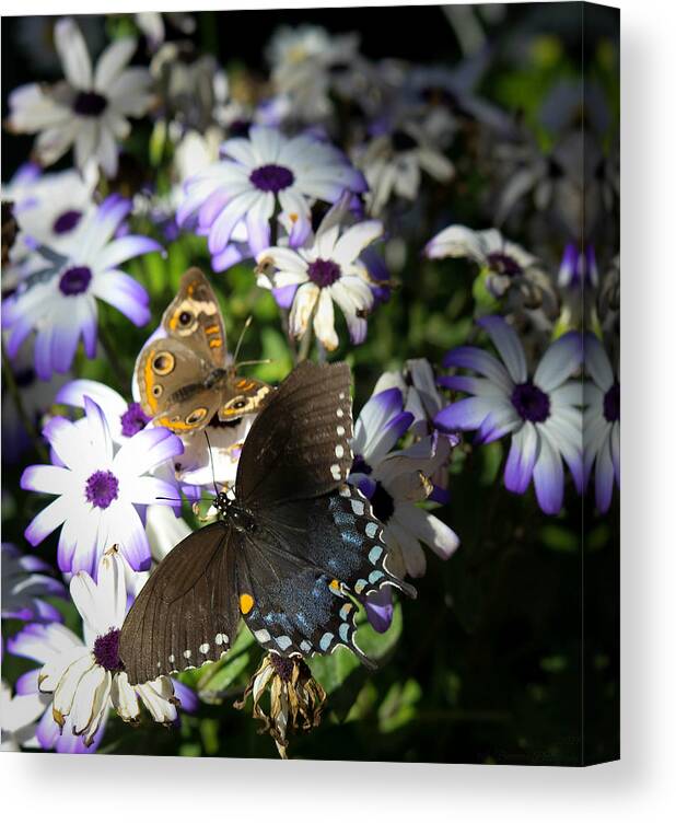 Butterfly Canvas Print featuring the photograph Pipevine Swallowtail and a Buckeye Butterfly by Aaron Burrows