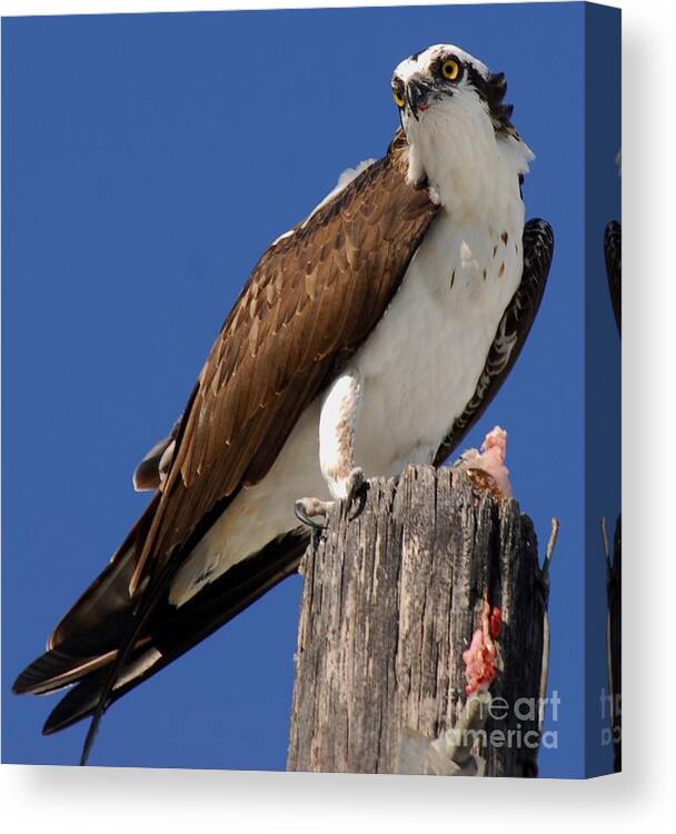 Blue Sky Canvas Print featuring the photograph Prey for the Osprey by Quinn Sedam