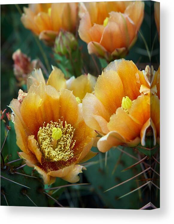 Cacti Canvas Print featuring the photograph Prickly Pear Cactus by Mary Lee Dereske
