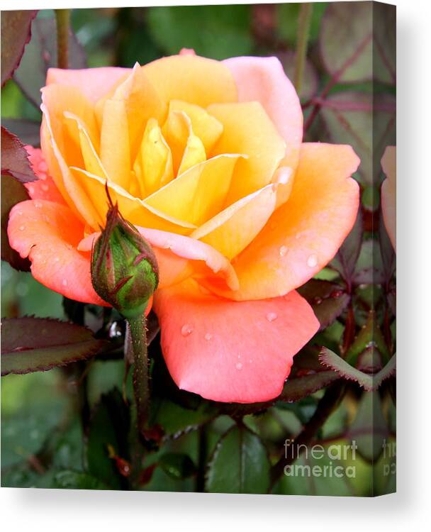 Rose Canvas Print featuring the photograph Raindrops On My Love by Christiane Schulze Art And Photography