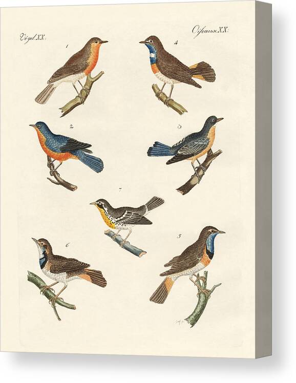 Robin Canvas Print featuring the drawing Redbreasts bluethroats and yellowthroats by Splendid Art Prints