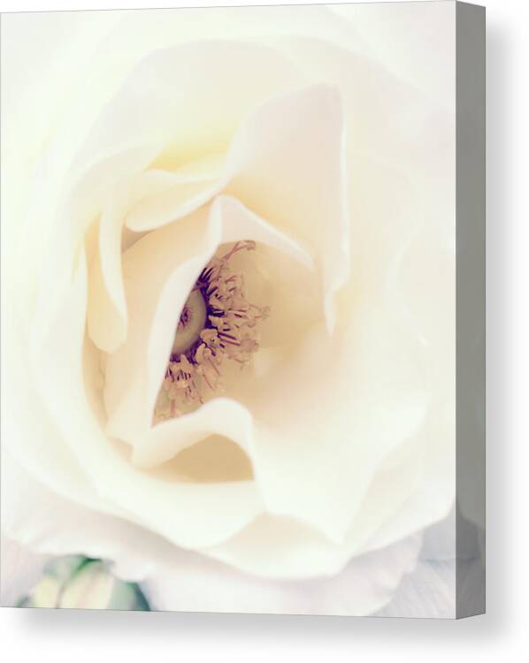 Love Canvas Print featuring the photograph Romance in a Rose by Spikey Mouse Photography