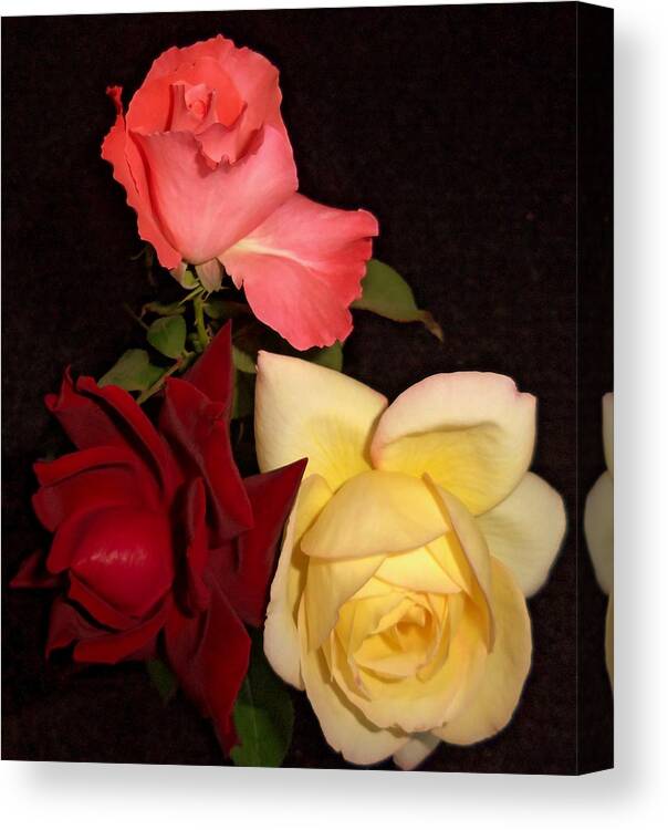 Roses Canvas Print featuring the photograph Roses 1 by Ron Kandt