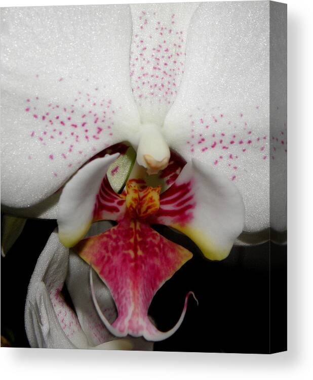 Flower Canvas Print featuring the photograph See Me Shimmering by Kim Galluzzo