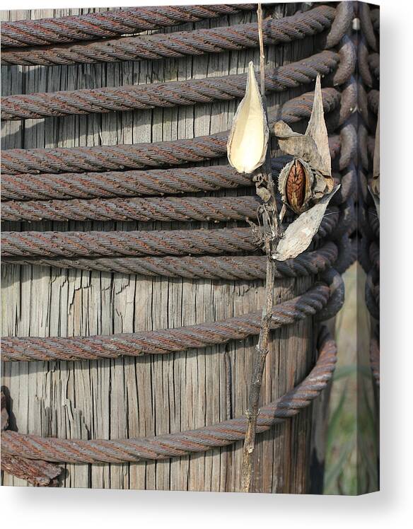 Seed Canvas Print featuring the photograph Seed Pod Iron and Wood by Mary Bedy