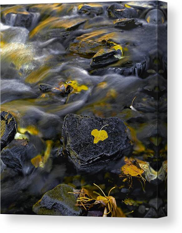 Landscape Canvas Print featuring the photograph Sierra Stream by Paul Breitkreuz