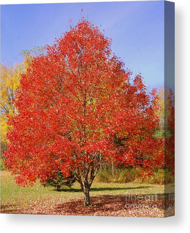 Single Tree Canvas Print featuring the photograph Single Tree by Eunice Miller