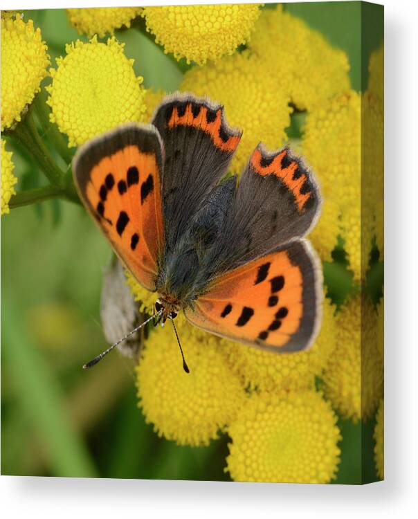 Insect Canvas Print featuring the photograph Small Copper Butterfly by Nigel Downer