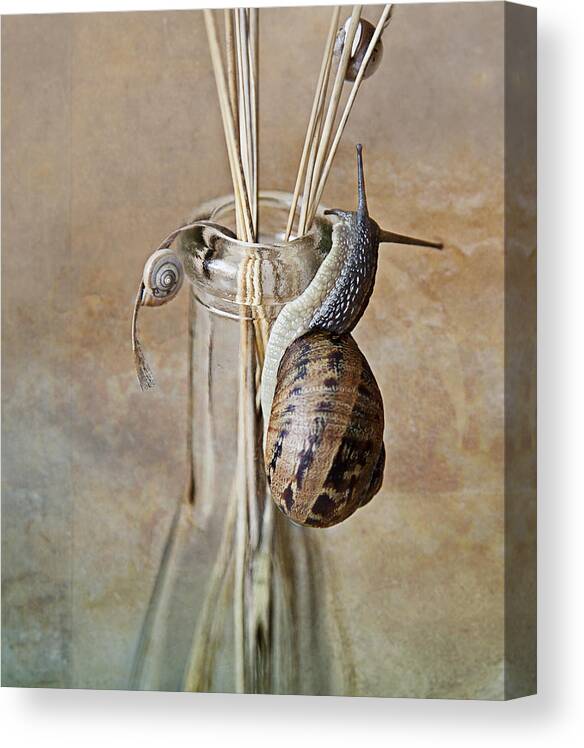 Snail Canvas Print featuring the photograph Snails by Nailia Schwarz