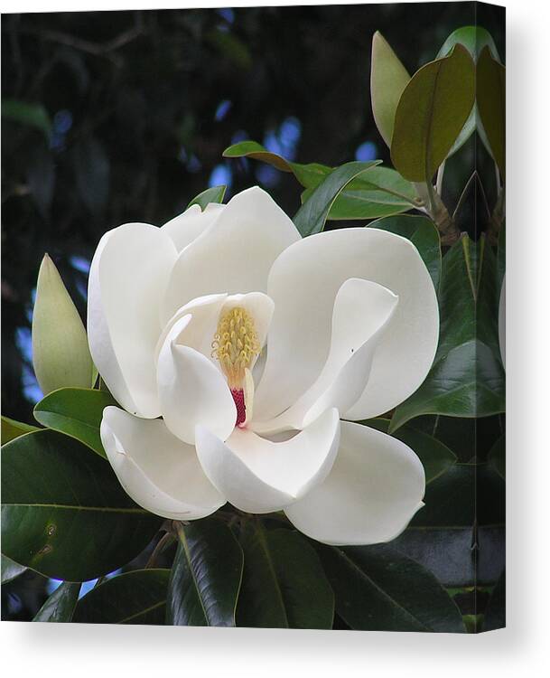 Southern Magnolia Canvas Print featuring the photograph Southern Magnolia by Margaret Saheed