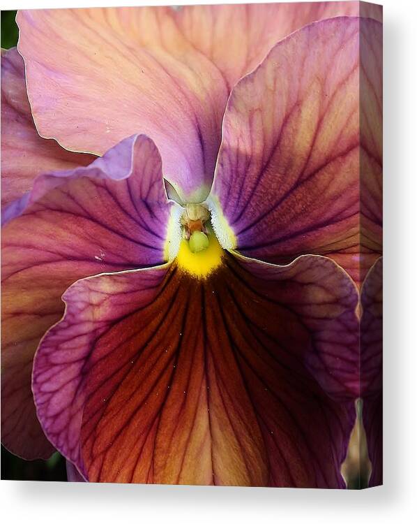 Flora Canvas Print featuring the photograph Spring Fling by Bruce Bley