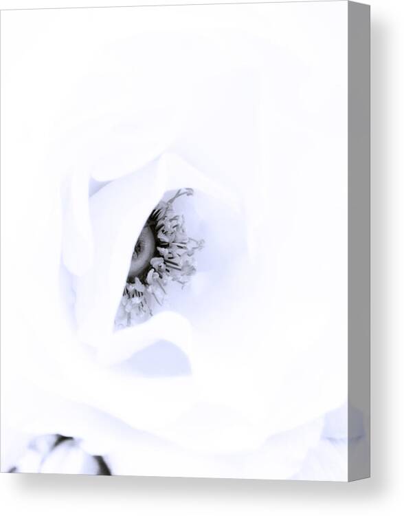 Rose Canvas Print featuring the photograph Stamens in Blue by Spikey Mouse Photography