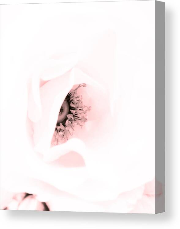 Rose Canvas Print featuring the photograph Stamens in Red by Spikey Mouse Photography