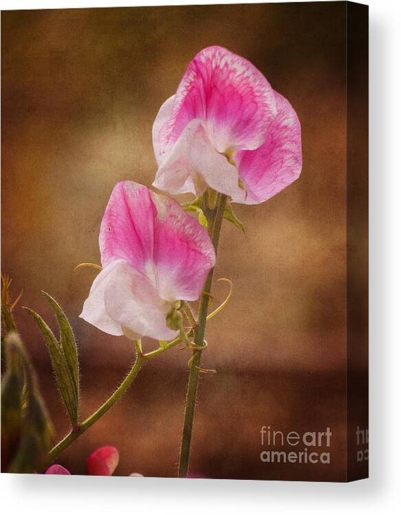 Sweet Pea Canvas Print featuring the photograph Sweet Peas by Jim And Emily Bush