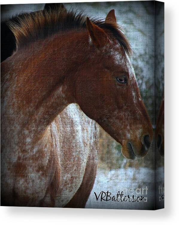 Horses Canvas Print featuring the photograph Textures on Paint by Veronica Batterson