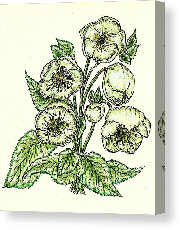 Flower Canvas Print featuring the drawing The Helleborous by VLee Watson