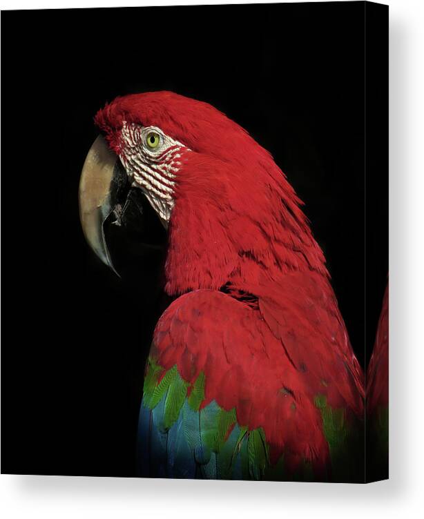 Macaw Canvas Print featuring the photograph The Thinker by Ferdinando Valverde