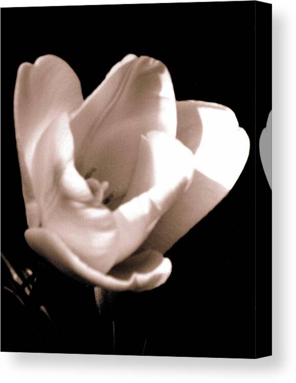 Photography Canvas Print featuring the photograph 'The Tulip' by Liza Dey