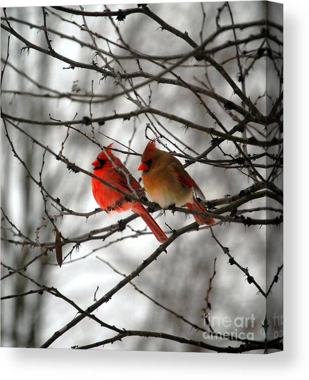 Cardinals Canvas Print featuring the photograph True Love Cardinal by Peggy Franz