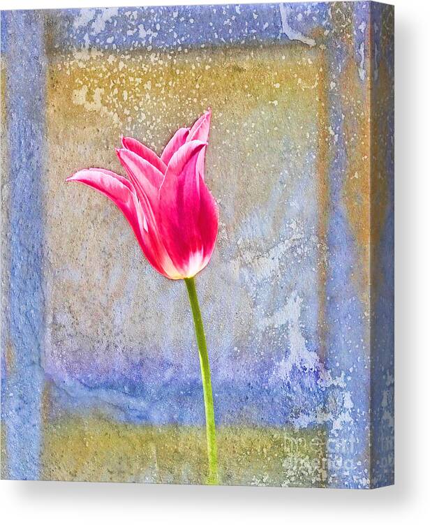 Tulip Canvas Print featuring the photograph Tulip by David Arment