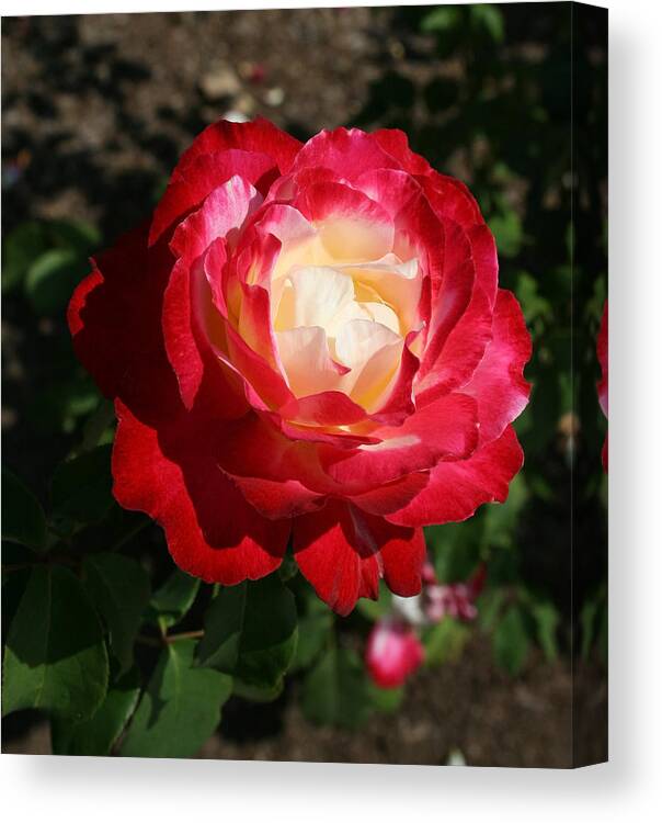 Rose Canvas Print featuring the photograph Variegated Rose by Karen Harrison Brown