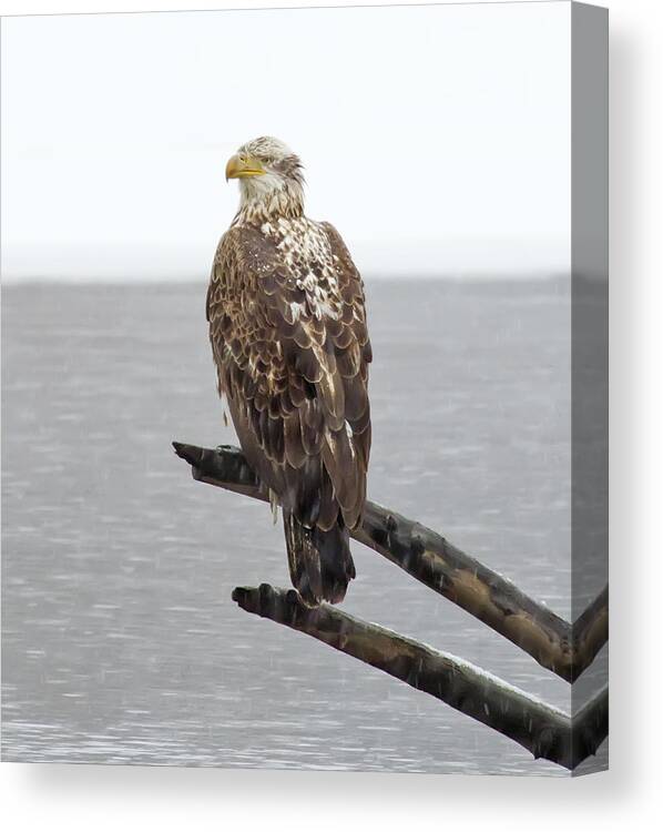 Bald Eagle Canvas Print featuring the photograph VT Bald Eagle on River Snag by John Vose