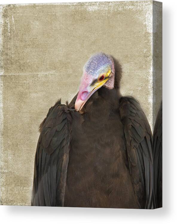 Colorful Canvas Print featuring the photograph Vulture by Rebecca Cozart