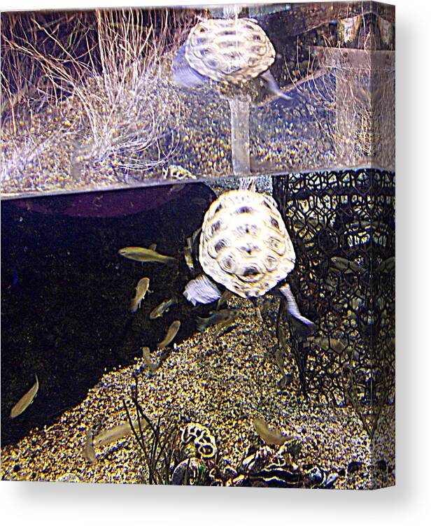 Aquarium Canvas Print featuring the photograph Well Hello There by Pamela Hyde Wilson