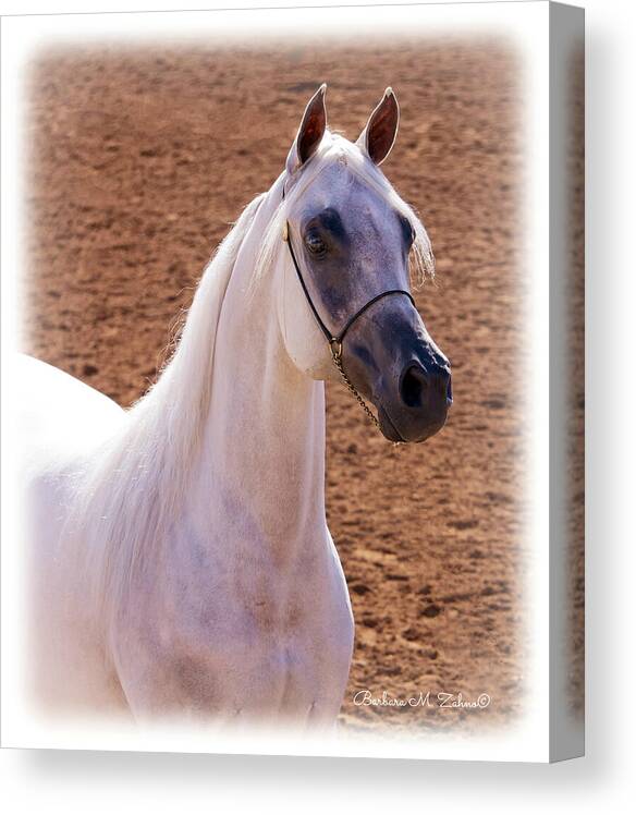 Horses Canvas Print featuring the photograph White Beauty by Barbara Zahno