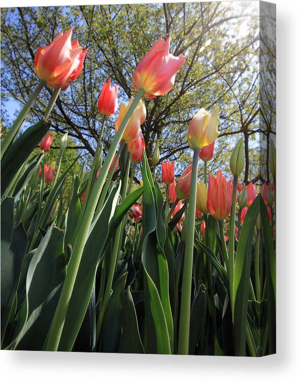 Tulips Canvas Print featuring the photograph Worshipping the Sun by Mary Haber