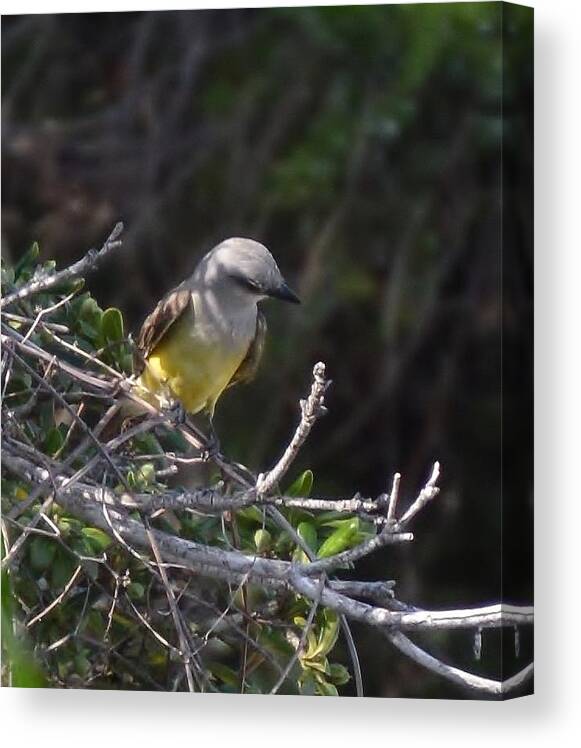 Kingbird Canvas Print featuring the photograph Yellow Breasted Kingbird by Stefon Marc Brown