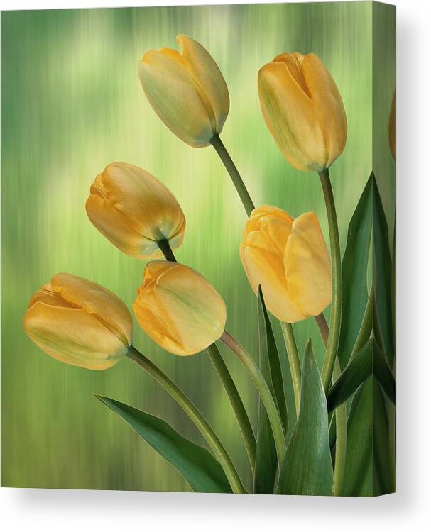 Yellow Tulips Canvas Print featuring the digital art Yellow Tulips by Nina Bradica