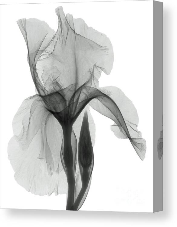 Xray Canvas Print featuring the photograph An X-ray Of An Iris Flower by Ted Kinsman