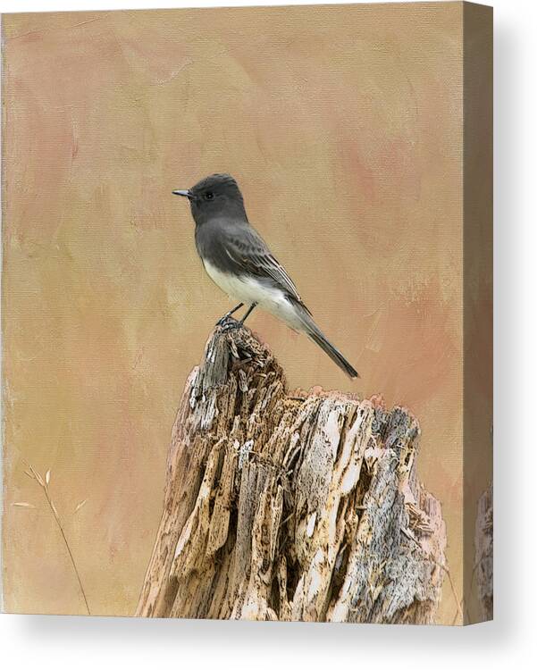 Black Phoebe Canvas Print featuring the photograph Black Phoebe #1 by Betty LaRue