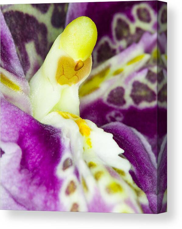 Orchid Canvas Print featuring the photograph Exotic Orchid Flower #17 by C Ribet