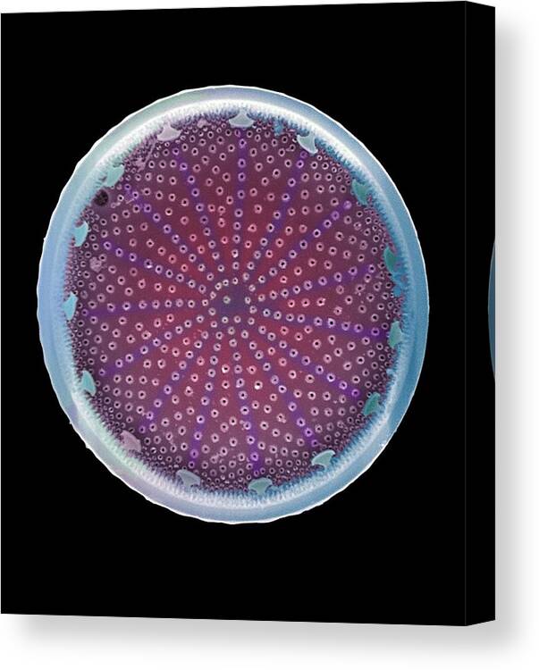 Diatom Canvas Print featuring the photograph Diatom Alga, Sem #92 by Steve Gschmeissner