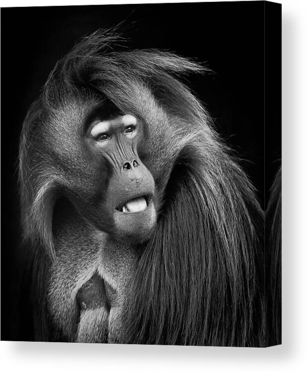 Baboon Canvas Print featuring the photograph Baboon by Steve Zimic