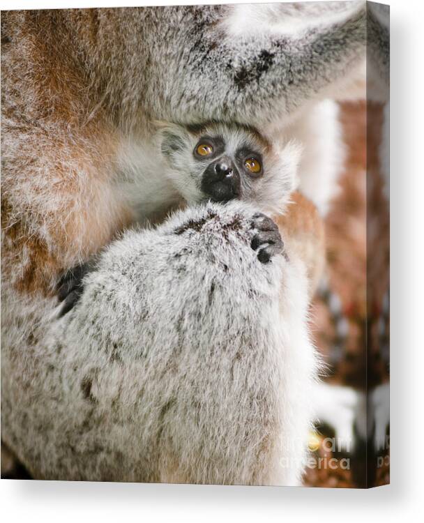 Animal Canvas Print featuring the photograph Baby Lemur holds tight to mum by Andrew Michael