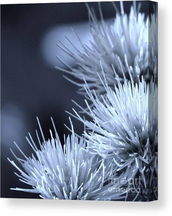 Flowers Canvas Print featuring the photograph Blues on Blues by Julie Lueders 